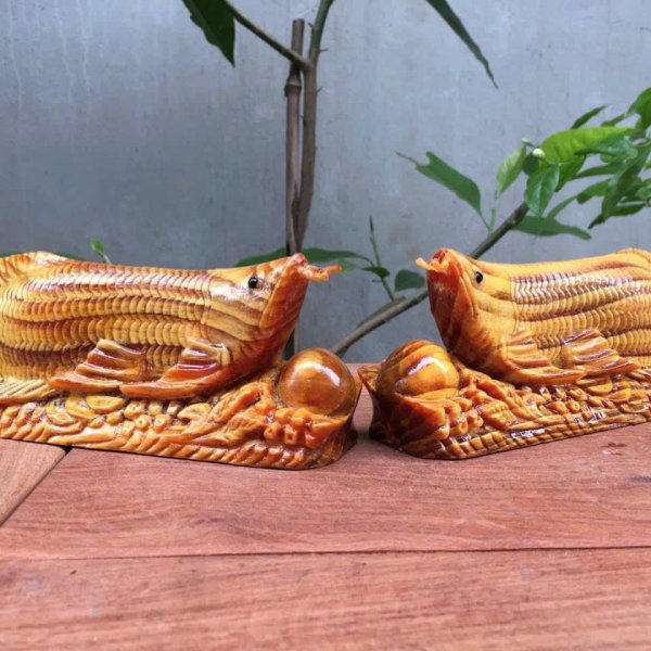 Cá kim long gỗ huyết long ngang 20 cm